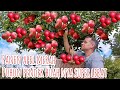 PANEN APEL MERAH SEMANIS MADU SEGAR DAN SUPER JUICY DI KEBUN MERTUA || PANEN RAYA DI INGGRIS