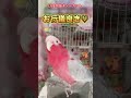 【喋る鳥】食後のあいさつが完璧すぎるインコw #喋る鳥 #行儀が良い鳥 #モモイロインコのちゃーちゃん #癒し #動物