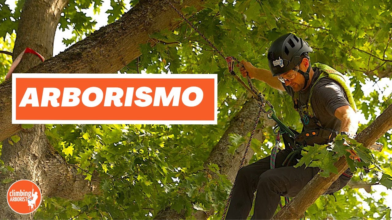 Arborismo - caminar sobre las extremidades de los árboles