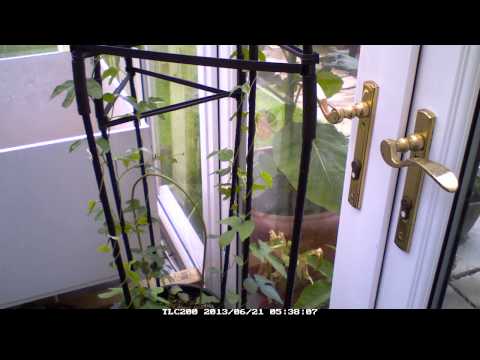 Ipomoea indica Time Lapse