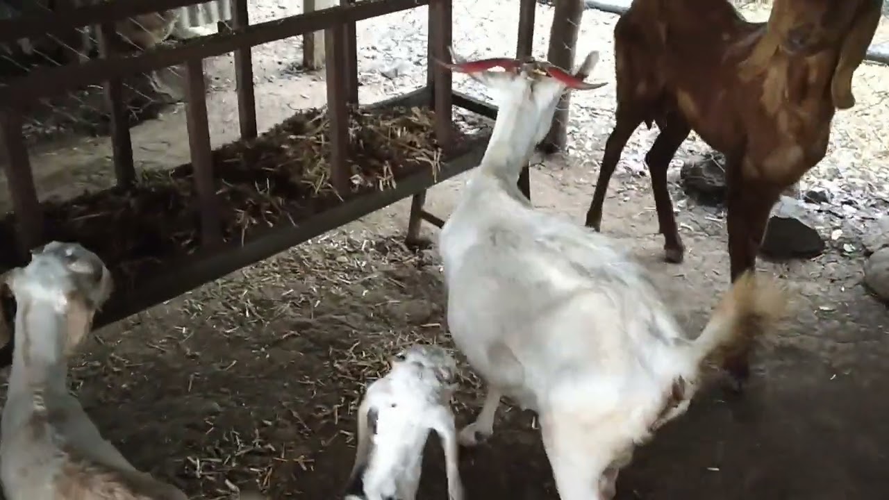 shelipalan, Gaotfarming at mohadi dist buldana