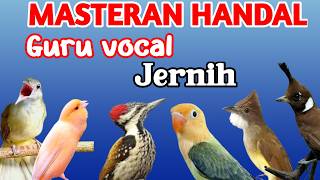 MASTERAN MURAI BATU FULL ISIAN TEMBAKAN MEWAH MUDAH DITIRU MURAI APAPUN ISIAN JERNIH SUARA BERSIH