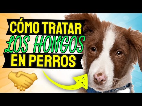 Video: Infección Por Hongos (histoplasmosis) En Perros