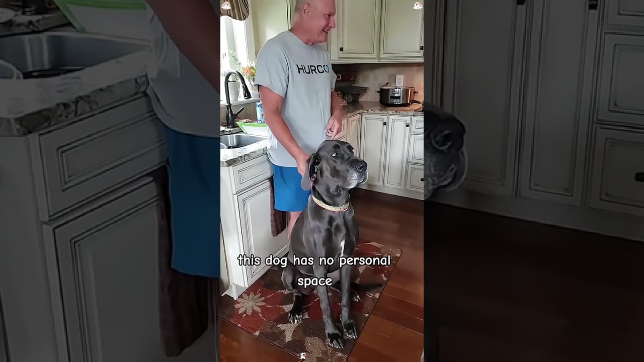 Personal space doesnt exist in his world 🐶🤣🥰😅dog dogsoftiktok funn