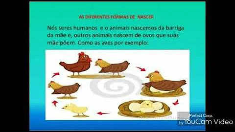Qual é o tipo de ciclo de vida da pulga explique o ciclo de vida desse animal?