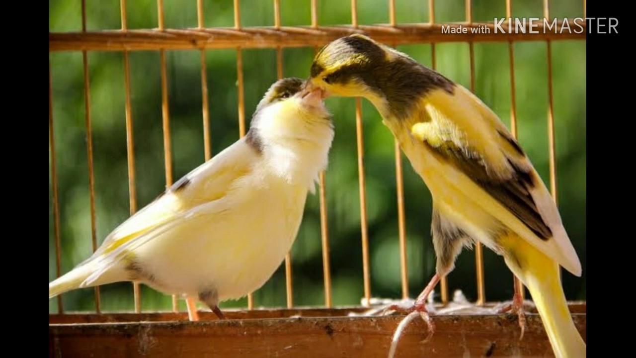 Como Saber Se O Canário é Macho Ou Fêmea