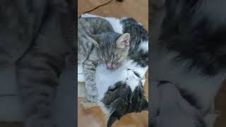 Наши кошки 5. Счастье есть!