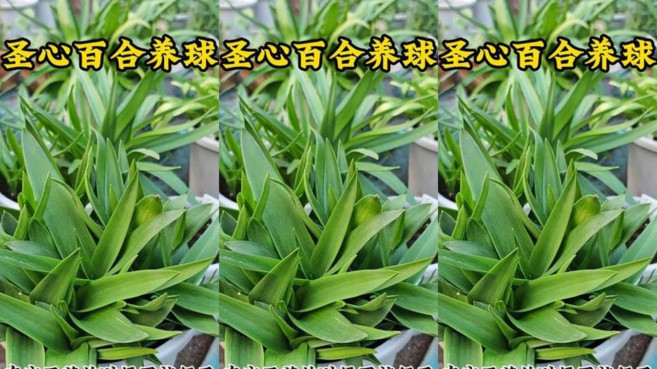 圣心百合长叶后不长了？记住这“要领”，球变大，花开爆盆 圣心百合长叶后不长了？记住这“要领”，球变大，花开爆盆
