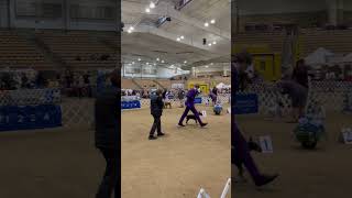 JJ in groups at Franklin #ManchesterTerrier #Dog #terrier #dogshow #thisisakc