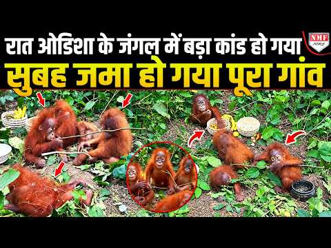 रात बालासोर के जंगल में छोड़ गए 5 मासूम बच्चे, सुबह हो गया बवाल |
