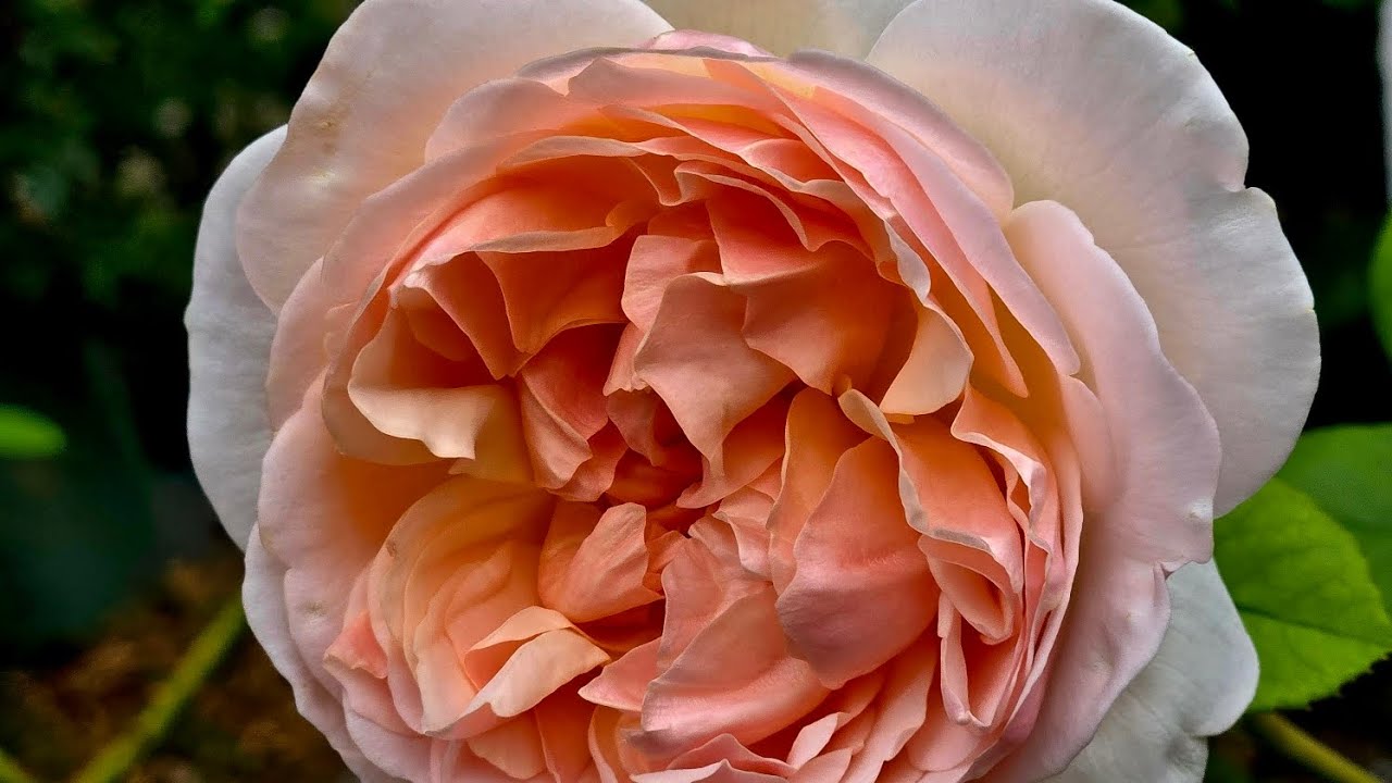 MY GRACE ROSE FARM ORDERS 12-30-24 UNBOXING, PART 2 