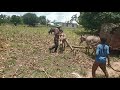 Mapenzi Ya Punda Tazama Hadi Mwisho Jinsi Punda Alivo Na Uvumilivu Na Kazi YAKE