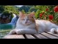 12 Hours Of Calming Music For Cats Soft Neural Relaxation Calm Behavior Support No Ads Cat TV 12 Hours Of Calming Music For Cats Soft Neural Relaxation Calm Behavior Support No Ads Cat TV