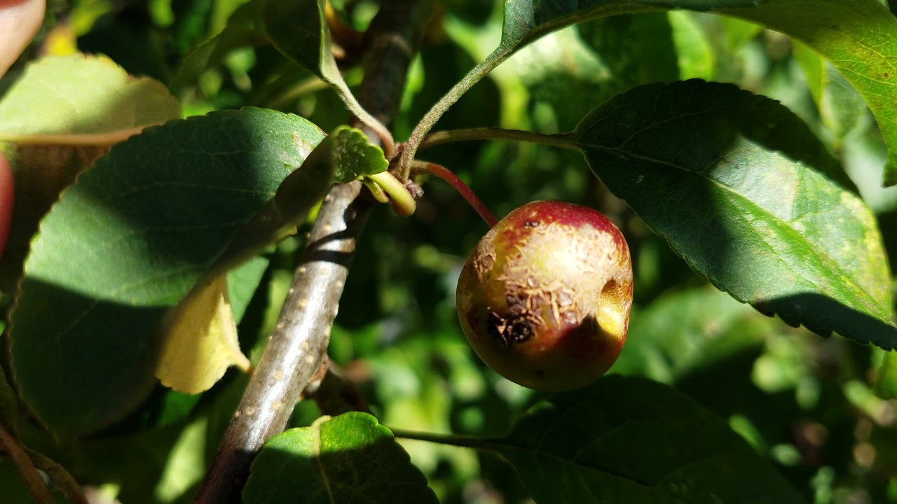 Apple Tree From Seed Produced Fruit! | Growing Organic