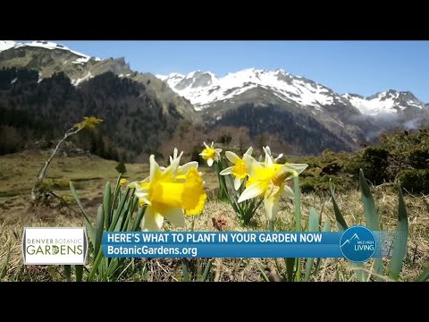 What Should You Plant In Your Garden? // Denver Botanic Gardens