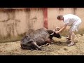 Trimming the horn of vamana the bull
