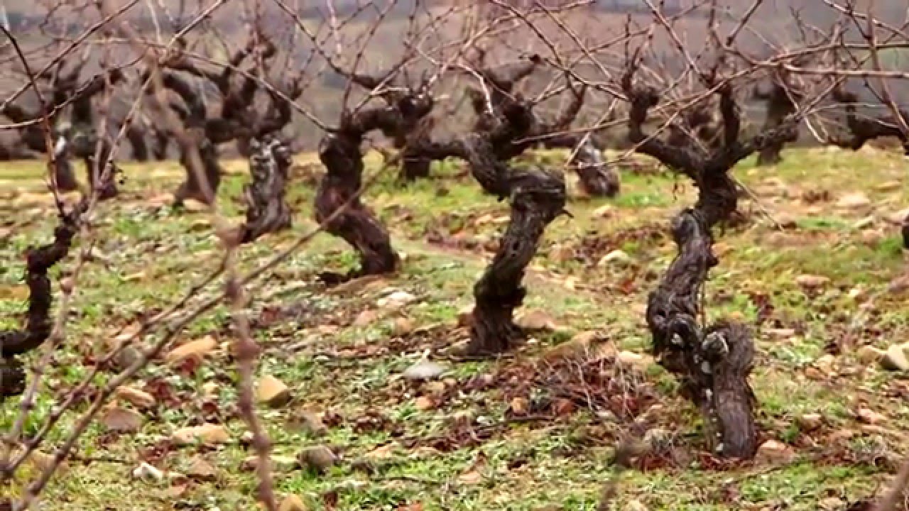 Cepas viejas de mencía (Bodegas Peique) - Todovino.com