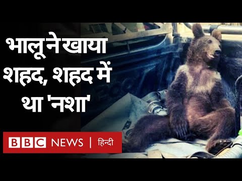 वीडियो: क्या भालू अपने प्राकृतिक आवास में शहद खाते हैं