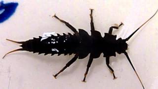 WAVE MOST stonefly Pteronarcidae
