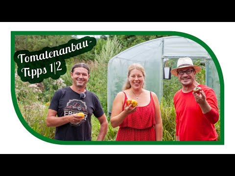 Video: Ratschläge Von Gemüsebauern Für Tomaten. Teil 1