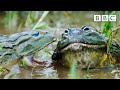 African giant bullfrogs battle for a mate  the mating game  bbc