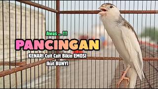 Suara PANCINGAN KENARI PAUD Belajar Bunyi Ngeriwik Kenari GACOR Panjang || Masteran Kenari Paud #782