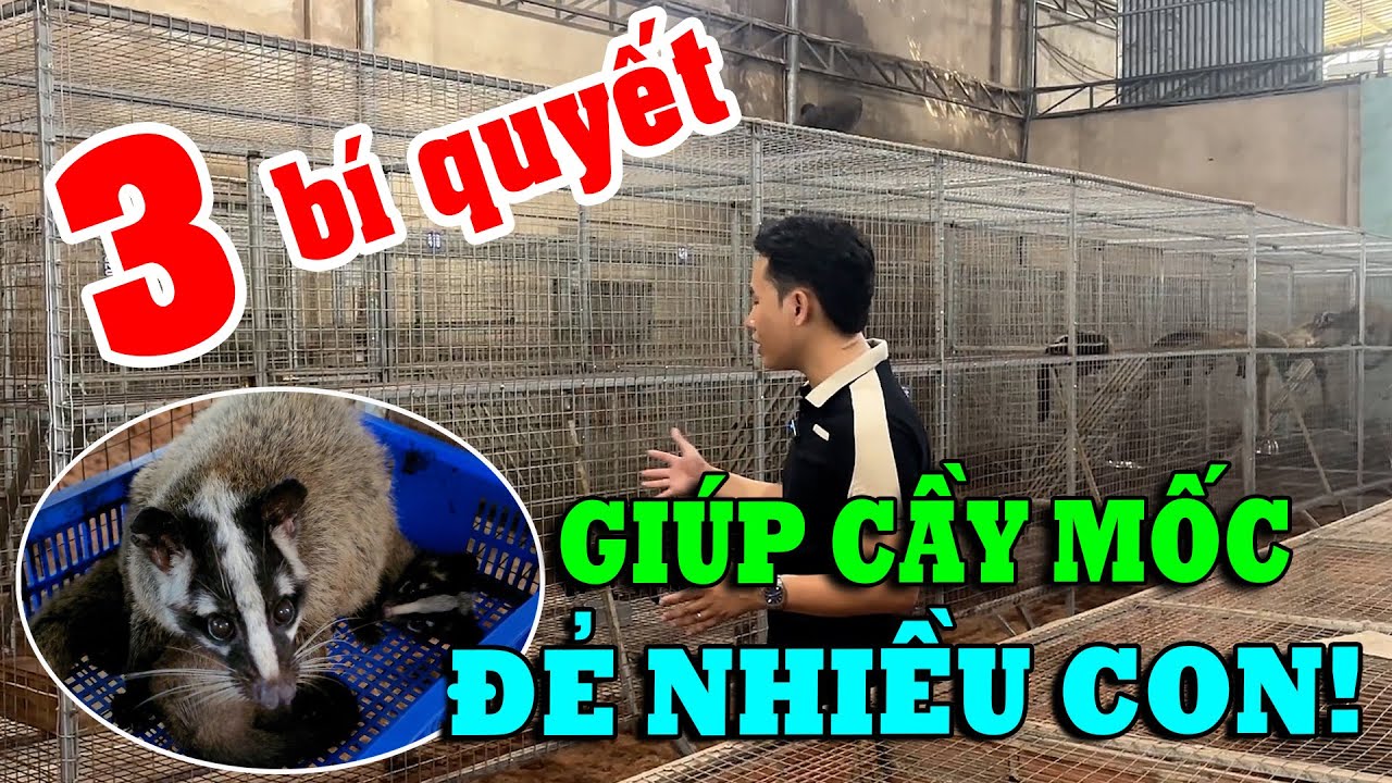 3 BÍ QUYẾT CHĂN NUÔI GIÚP CHỒN MỐC SINH SẢN ĐẺ NHIỀU CON TRÊN LỨA ...