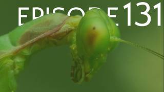 Episode 131 - Mantodea - The Mantises