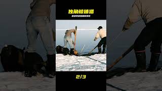 走進新時代的因紐特人捕獵獨角鯨，用觸角換錢在超市買生活物資。 #因纽特人，独角鲸，捕猎，鲸牙，北极生活