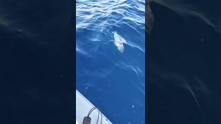 Μια ΟΜΟΡΦΗ ΣΥΝΑΓΡΙΔΑ🎣#fishing #fish #ψάρεμα #boat #dentex