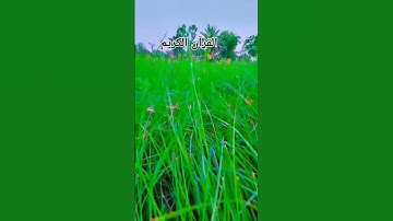 SURAH AT-TAKWIR )سورة التكوير ( - Egzon Ibrahimi #attakwir
