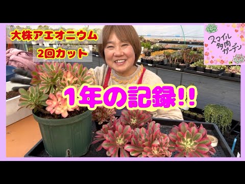 アエオニウム モランディ親株 アエオニウム モランディ親株 | Mercari