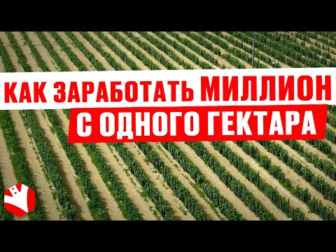 Как заработать миллион с одного гектара? | Выращивание фундука как бизнес | КУЛЬТИВАТОР