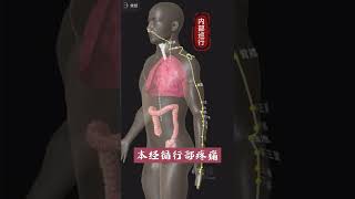 Yangming Large Intestine Channel of Hand 手阳明大肠经