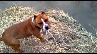 Amerikai Staffordshire Terrier