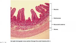 Celebrity Urinary System Part 3 Profile