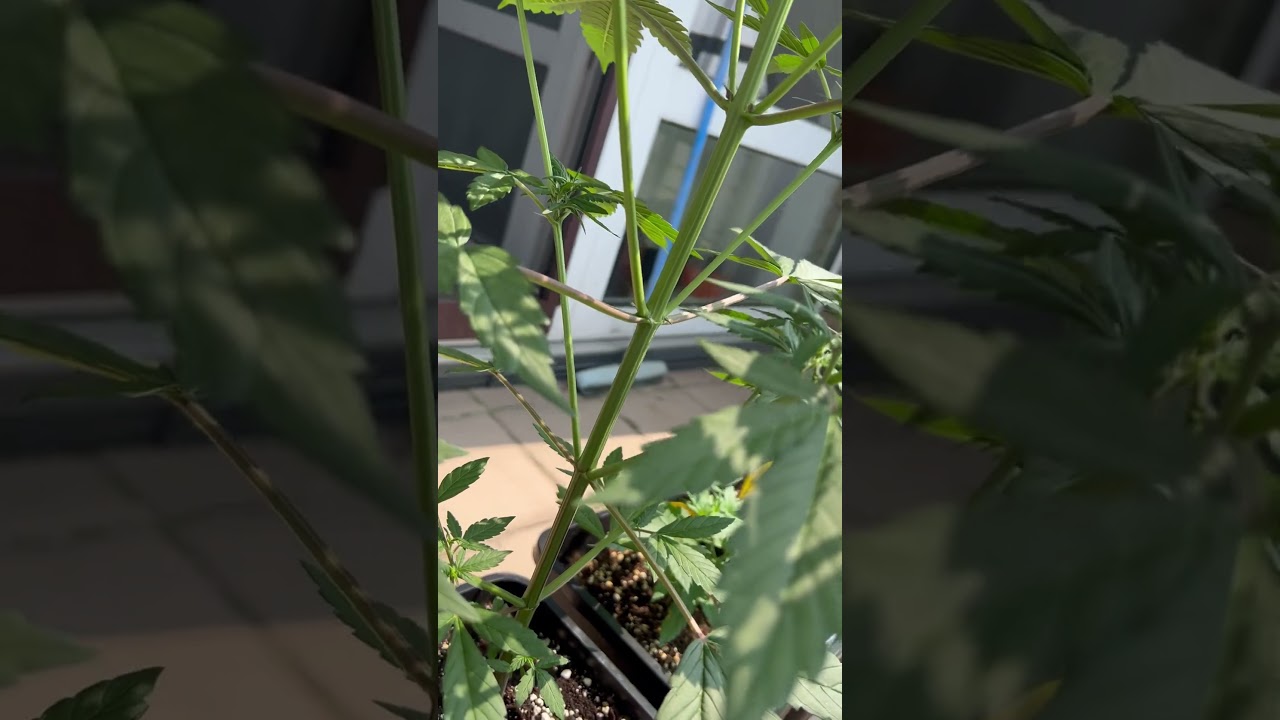 Dark Devil Auto Outdoor Cannabis 