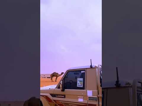 شيلات تصميمي شعر شايبي من روس ربعه مقدر ومحسوب لاتنسى الاشتراك في القناة ولايك