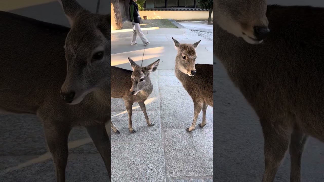 [Travel Log] 02122024 Nara Tour