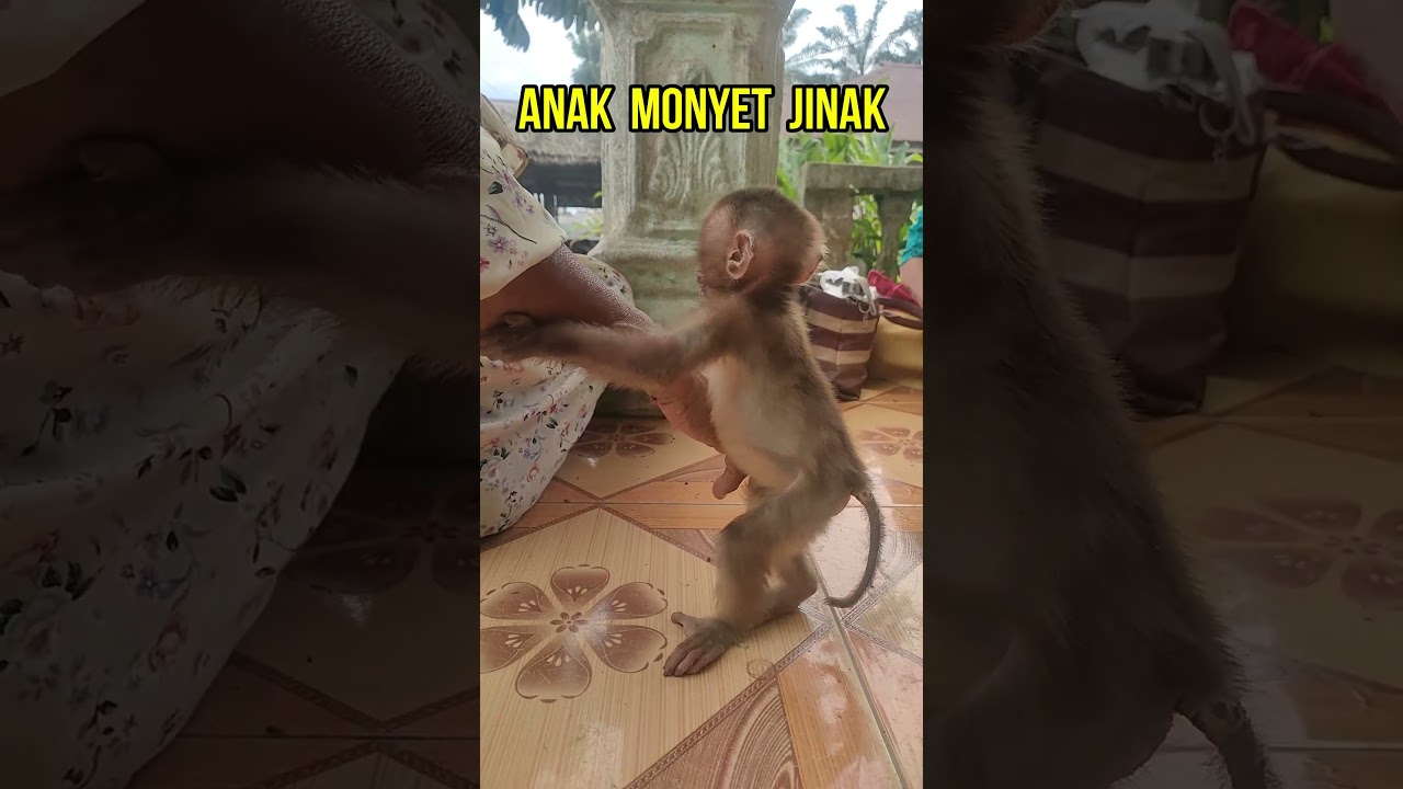 ANAK  MONYET  JINAK