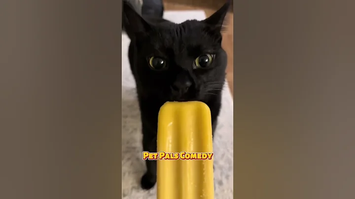 Watch the video about Black Cats vs White Cats