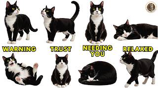 If Your Cat Does These 6 Things, Here's What They're Telling You