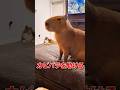 カピバラを助けたら…#動物#動物のいる暮らし#ペット#ペットのいる暮らし#カピバラ#カピバラさん