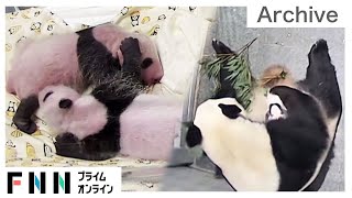 まもなく1カ月! 双子パンダのこれまでをまとめました 【上野動物園】