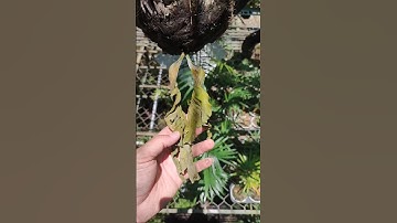 Ổ rồng cánh bướm - Platycerium Wallichii. #platycerium #orong #kiengla