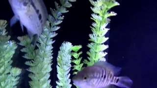 Parachromis Freddys.