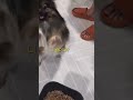 주인아~ 밥 내놔라!!!