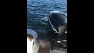 Orcas hunting seal jumps in boat part 5