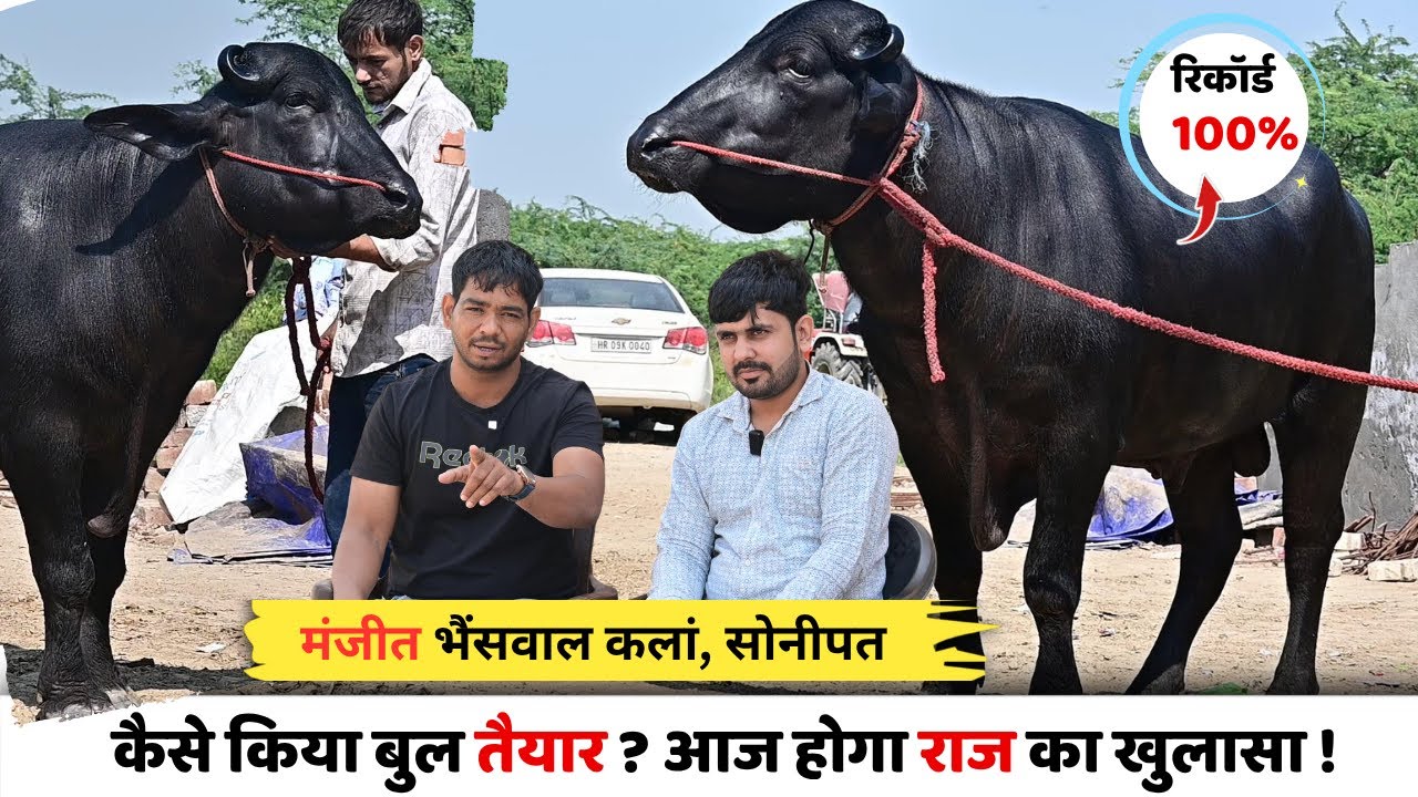 Как готовили быка? Секрет будет раскрыт сегодня! Манджит Бхайсвал Калан, Сонипат