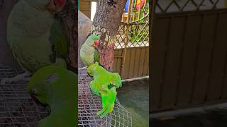 Original Talking Parrot Sound ♥️🦜 #parrot #shorts #shortsfeed #viral #cute